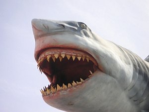 Hai: Entfernte Gefahren werden meist relativiert (Foto: pixelio.de/Raschdorf) Hai: Entfernte Gefahren werden meist relativiert (Foto: pixelio.de/Raschdorf)