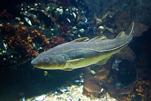 Dorsch: Beinahe-Kollaps durch enorm hohen Druck auf Bestände (Foto: IFM GEOMAR)