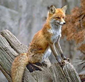 Rotfuchs: Firefox wird ebenfalls flinker (Foto: pixelio.de, Ernst Rose)