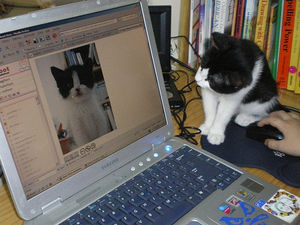 Katze: Auch online populär (Foto: flickr.com, Jimmie)