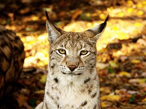 Luchs: Räuber der Alpen verändert den Jungwald (Foto: pixelio.de/LiquidChaos)
