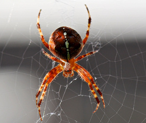 Spider: Suchroboter sehen alles (Foto: aboutpixel.com/Hartwig Meyer) Spider: Suchroboter sehen alles (Foto: aboutpixel.com/Hartwig Meyer)