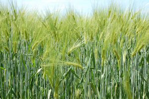 Weizenfeld: Pilze schützen vor Trockenheit (Foto: aboutpixel.de/Martin Reißmann)