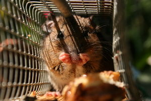 Maus: Manipulation mit menschlichen Genen (Foto: aboutpixle.de/Rosita Sellmann)