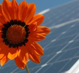 Blume auf Solardach: Ökostrom weiter gefragt (Foto: pixelio.de, K.-U. Gerhardt)
