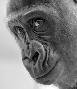 Affe: Experimente in der Kritik (Foto: aboutpixel.de/Friedemann Hinsche) Affe: Experimente in der Kritik (Foto: aboutpixel.de/Friedemann Hinsche)