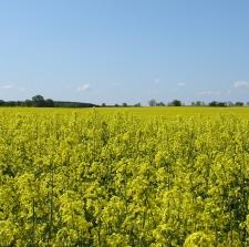 Rapsfeld: Biokraftstoffe in Deutschland gut überwacht (Foto: pixelio.de, Nöhren) Rapsfeld: Biokraftstoffe in Deutschland gut überwacht (Foto: pixelio.de, Nöhren)
