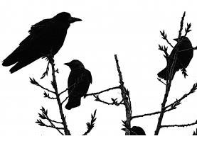 Die Vögel: Eines von Hitchcocks Meisterwerken (Foto: pixelio.de, bernd)