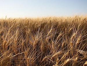 Getreide: Wurzeln sind gute CO2-Speicher, sagen Forscher (Foto: FlickrCC/Oh)
