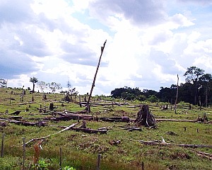 Gerodeter Regenwald: Oft Ergebnis von Landspekulation (Foto: FlickrCC/Gidsicki)