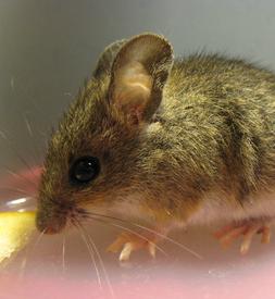 Labormaus: Unfruchtbare Tiere wurden fruchtbar (Foto: pixelio.de, S. Emilius)