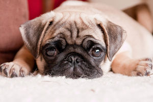 Mops: Tiere präsentieren sich im Web (Foto: flickr.com)