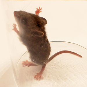 Krebssimulation: Erste Ergebnisse bei Mäusen (Foto: FlickrCC/woodleywonderworks)