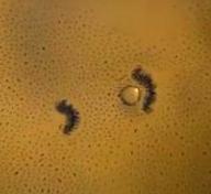 Miniroboter: Gebilde umschließen Partikel (Foto: Argonne National Laboratory)