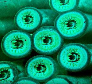 Neunaugen: Invasive Wirbeltiere bedrohen Great Lakes (Foto: FlickrCC/mccun934)