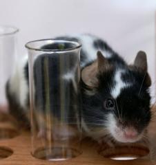 Labormaus: Tiere bekommen langsamer Krebs (Foto: pixelio.de, Hofschlaeger) Labormaus: Tiere bekommen langsamer Krebs (Foto: pixelio.de, Hofschlaeger)