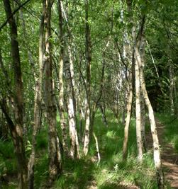 Wald: Muss nicht wegen Pflanzen abgeholzt werden (Foto: pixelio.de, S. Schmidt) Wald: Muss nicht wegen Pflanzen abgeholzt werden (Foto: pixelio.de, S. Schmidt)