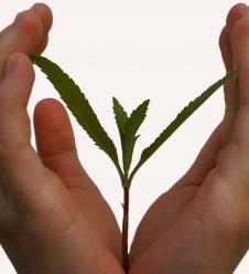 Pflänzchen: Ökologisches Wirtschaften wichtig (Foto: pixelio.de, Hofschlaeger) Pflänzchen: Ökologisches Wirtschaften wichtig (Foto: pixelio.de, Hofschlaeger)