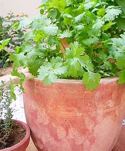 Koriander: Altes Heilkraut, neu entdeckt (Foto: FlickrCC/Kochtopf)