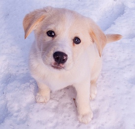 Hund: Virtual Leash hilft, wenn das Haustier entläuft (Foto: FlickrCC/jpctalbot)