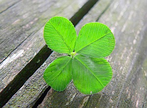 Kleeblatt: Gezielte Glücksförderung rentiert sich (Foto: FlickrCC/Salvagnin)