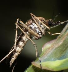 Stechmücke: Bakterium Stechmücke: Bakterium