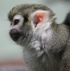 Äffchen: Stimmzellen reagieren auf Rufe der Art (Foto: pixelio.de, Kurt Bouda)