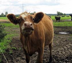 Kühe: Geben zu viel Milch (Foto: pixelio.de, Erika Hartmann)