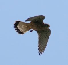 Turmfalke: Flug entscheidend für Konstruktionen (Foto: pixelio.de, K. Bouda) Turmfalke: Flug entscheidend für Konstruktionen (Foto: pixelio.de, K. Bouda)