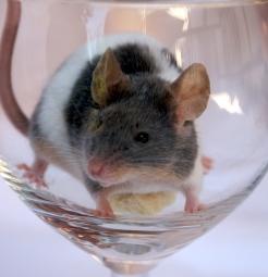 Labormaus: Verlor bei Tests Lernfähigkeit (Foto: pixelio.de, Hofschlaeger)