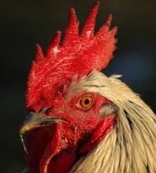 Geflügel: Vogelgrippe wieder auf dem Vormarsch (Foto: pixelio.de, H. Eberhardt)