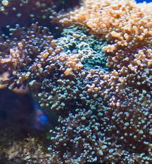 Korallen: Entwickeln eigenständig UV-Schutz (Foto: pixelio.de, ich-und-du) Korallen: Entwickeln eigenständig UV-Schutz (Foto: pixelio.de, ich-und-du)