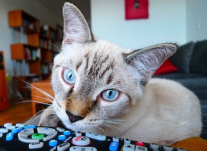 Katze: Neue Hoffnung bei fokaler Epilepsie (Foto: FlickrCC/Cuttlefish)