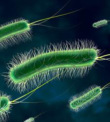 Bakterien: Neue TBC-Therapie angestrebt (Foto: pixelio.de, G. Altmann) Bakterien: Neue TBC-Therapie angestrebt (Foto: pixelio.de, G. Altmann)