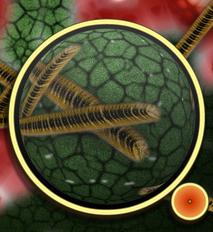 Bakterien: Sporen wachsen im Inneren von Tumoren (Foto: pixelio.de, G. Altmann) Bakterien: Sporen wachsen im Inneren von Tumoren (Foto: pixelio.de, G. Altmann)