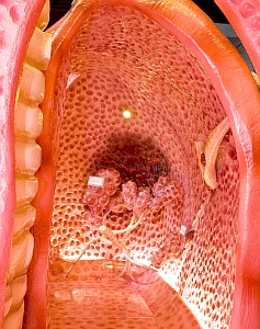 Begehbare Lunge: Gefahr schmutziger Luft kaum bewusst (Foto: organmodelle.de)