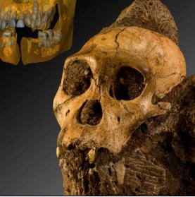 Australopithecus Sediba: Urahn des Menschen (Foto: Uni Zürich) Australopithecus Sediba: Urahn des Menschen (Foto: Uni Zürich)