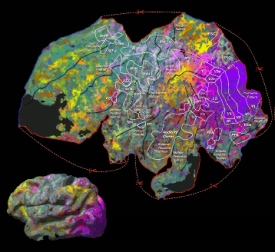 Gehirn: fMRI-Aufnahmen zeigen die Aktivität der Sehrinde (Foto: Gallant Labs)