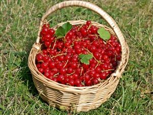 Bio: Nachhaltigkeit ist Verbrauchern wichtig (Foto: pixelio.de/Luise) Bio: Nachhaltigkeit ist Verbrauchern wichtig (Foto: pixelio.de/Luise)