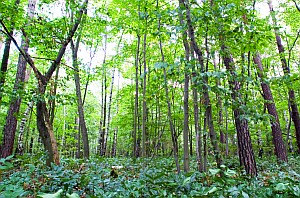 Wald: Kohlenstoff-Zirkulation der Biosphäre unterschätzt (Foto: UFZ/Künzelmann)