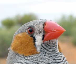 Sexy Zebrafink: Attraktivität des Vaters spielt keine Rolle (Foto: Uni Zürich)