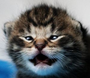 Katze: Soll auf YouTube Konkurrenz bekommen (Foto: Wikipedia, cc M. Erhart)