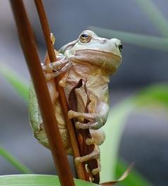 Frosch:  Erkennung arteigener Signale wichtig (Foto: Dieter Haugk)