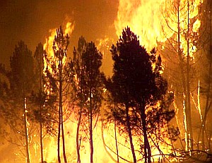 Waldbrand: Problem im Mittelmeerraum wächst ständig (Foto: Julian Alvarez)