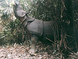 Java-Nashorn: Letzter Bestand lebt in Indonesien (Foto: WWF)