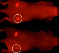 Mäuse: Nach der Lichttherapie mit Besserung (unten) (Foto: cancer.gov)