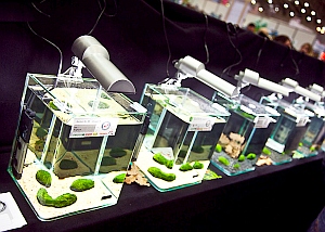 Nano-Aquarien: Invasion der Garnelen hat begonnen (Foto: Farhadi)