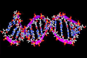 DNA-Doppelhelix: Besseres Verständnis soll Medizin umwälzen (Foto: Wikimedia)