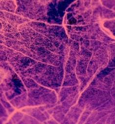 Zellmembran: Neues Verfahren macht Hoffnung (Foto: pixelio.de, A. Dreher) Zellmembran: Neues Verfahren macht Hoffnung (Foto: pixelio.de, A. Dreher)