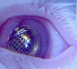 Bionische Kontaktlinse: Erfolgreich an Hasen getestet (Foto: washington.edu)